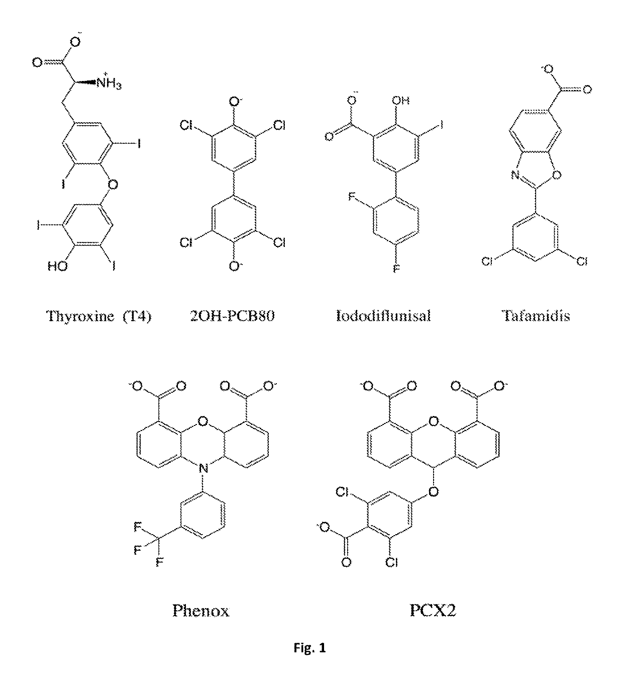 Bis-furan derivatives as transthyretin (TTR) stabilizers and amyloid inhibitors for the treatment of familial amyloid polyneuropathy (FAP)