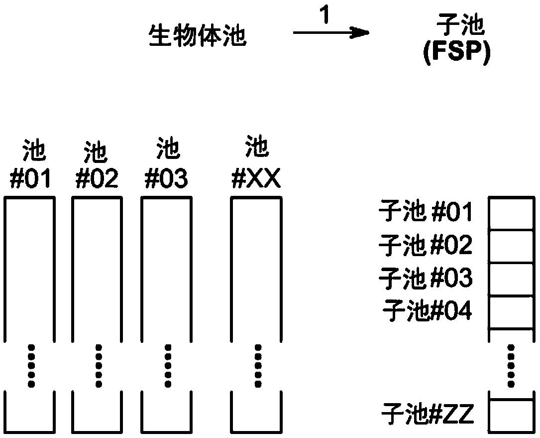 Method to screen for a mutant within a population of organisms by applying a pooling and splitting approach