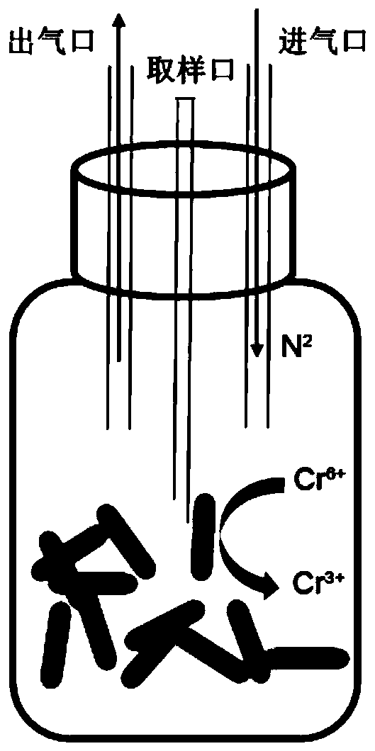 Method for rapidly removing hexavalent chromium pollutants by utilizing electron carrier