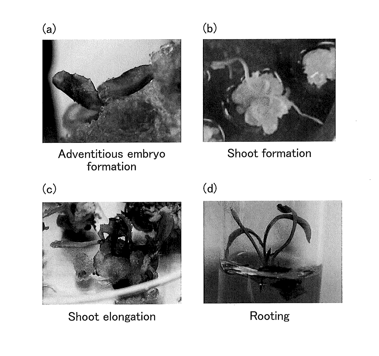 Plant-adventitious-embryo induction method, plant restoration method, and plant reproduction method