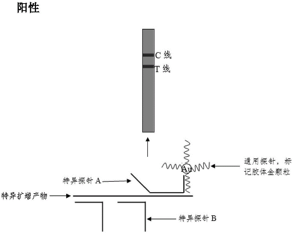 Method and kit for realizing multiple detection of nucleic acid through colloidal gold chromatographic technology