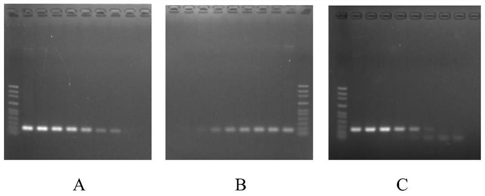 A triple fluorescent quantitative PCR detection method and kit for Rhizoctonia solani of cruciferous vegetables
