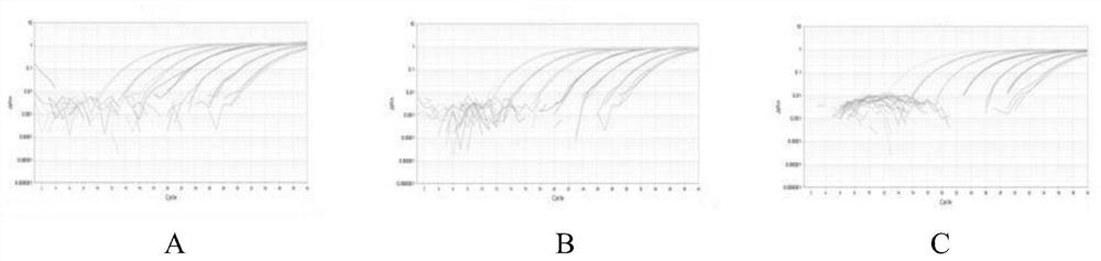 A triple fluorescent quantitative PCR detection method and kit for Rhizoctonia solani of cruciferous vegetables