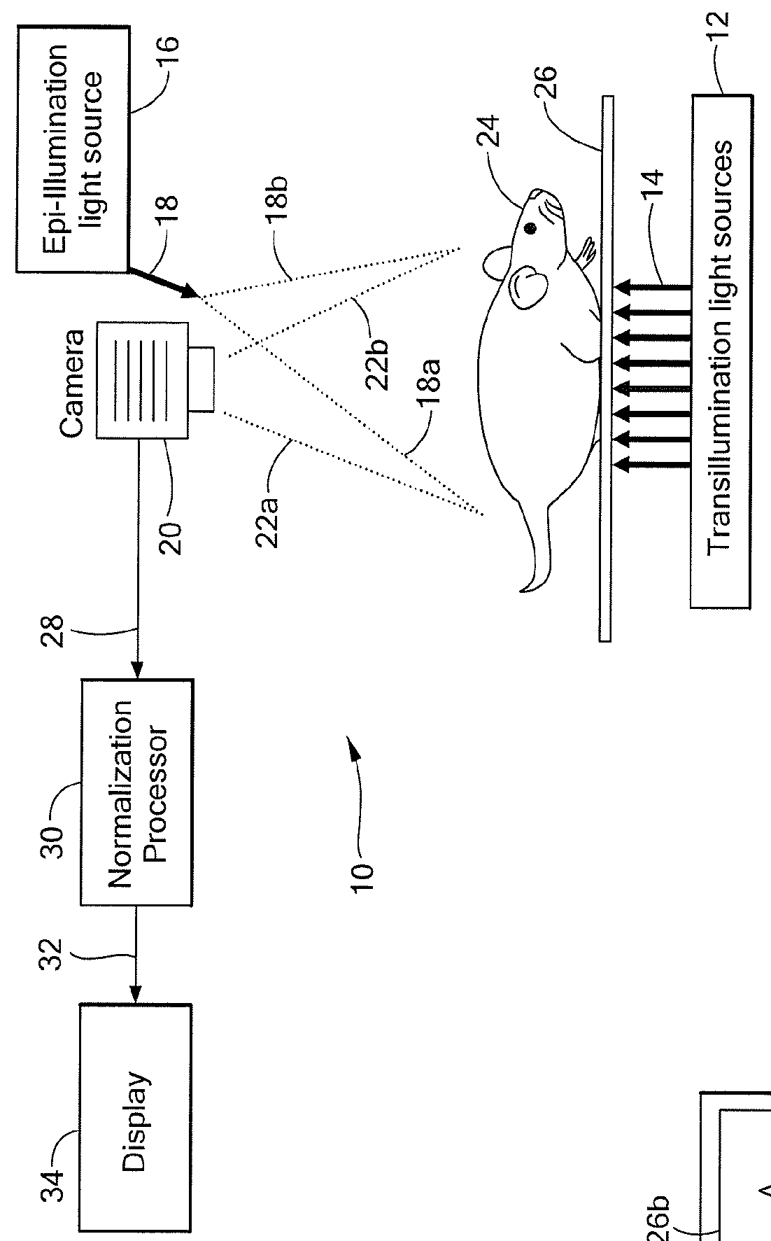 System and method for normalized diffuse emission epi-illumination imaging and normalized diffuse emission transillumination imaging