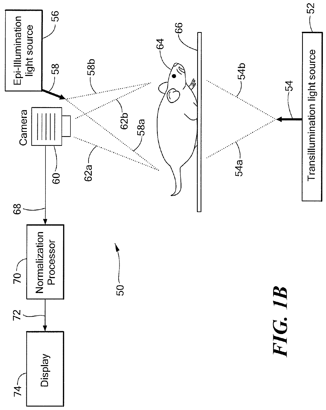 System and method for normalized diffuse emission epi-illumination imaging and normalized diffuse emission transillumination imaging