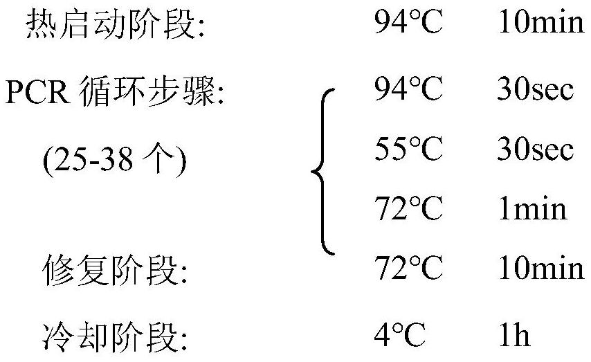 A monoclonal cell line stably expressing serine protease, its preparation method, a kit containing the cell line and its application