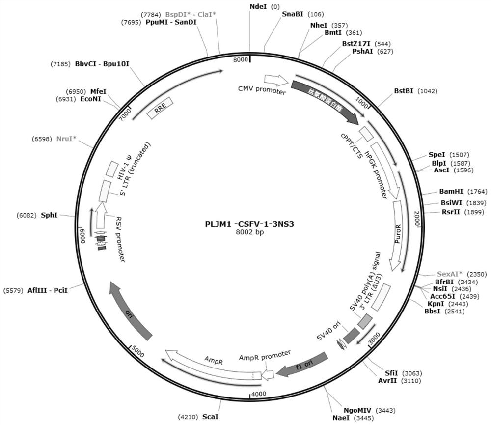 A monoclonal cell line stably expressing serine protease, its preparation method, a kit containing the cell line and its application