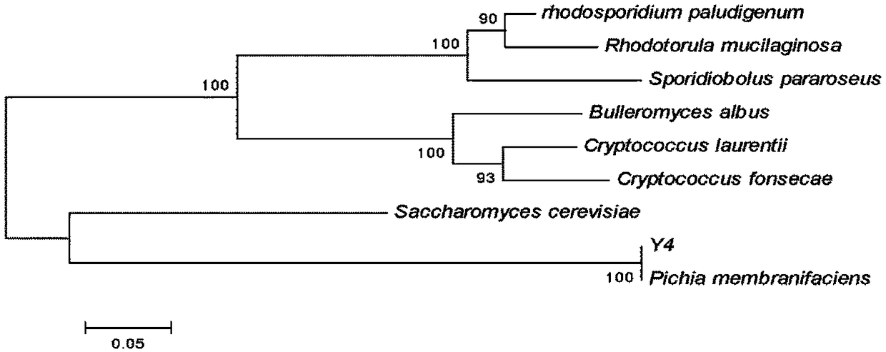 Pichia membranifaciens for controlling diseases after peach harvesting