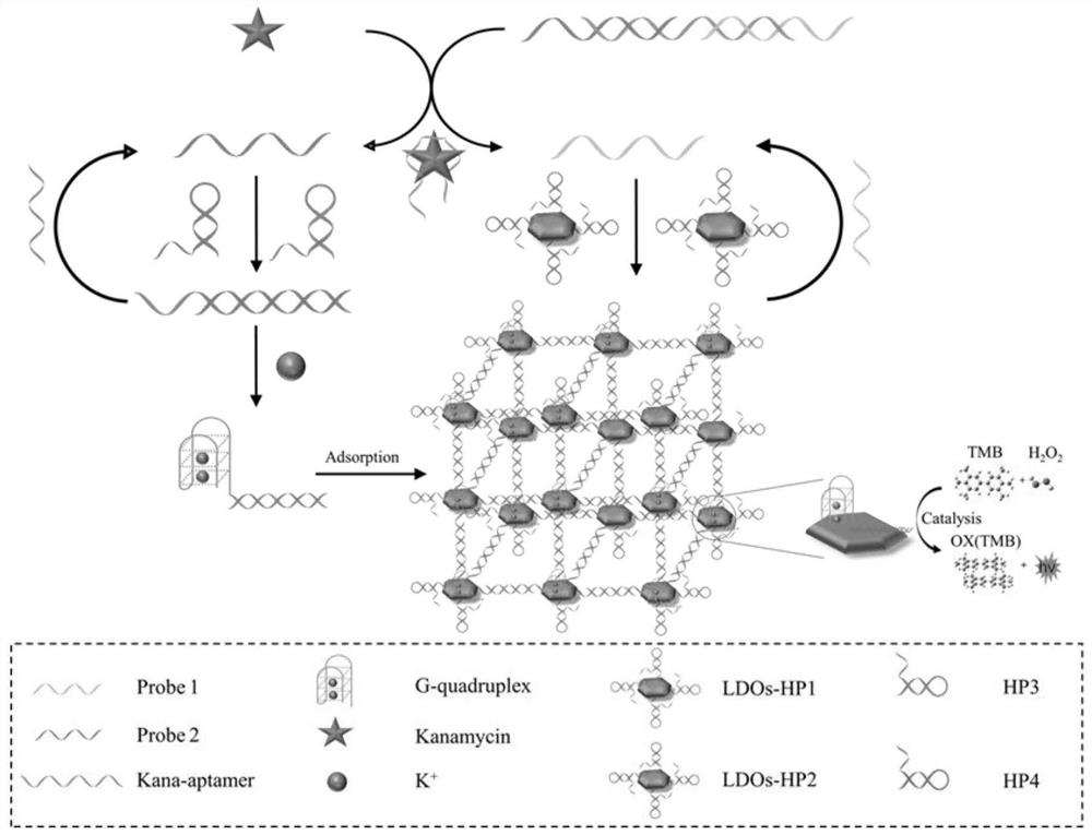 Method for ultra-sensitive detection of kanamycin based on DNA/Ni-Fe LDO cubic network structure