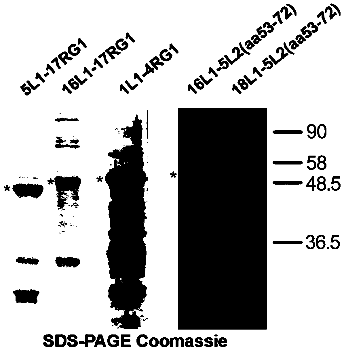 Method for expressing human papilloma virus protein or preparing human cervical cancer vaccine by utilizing lettuce as host