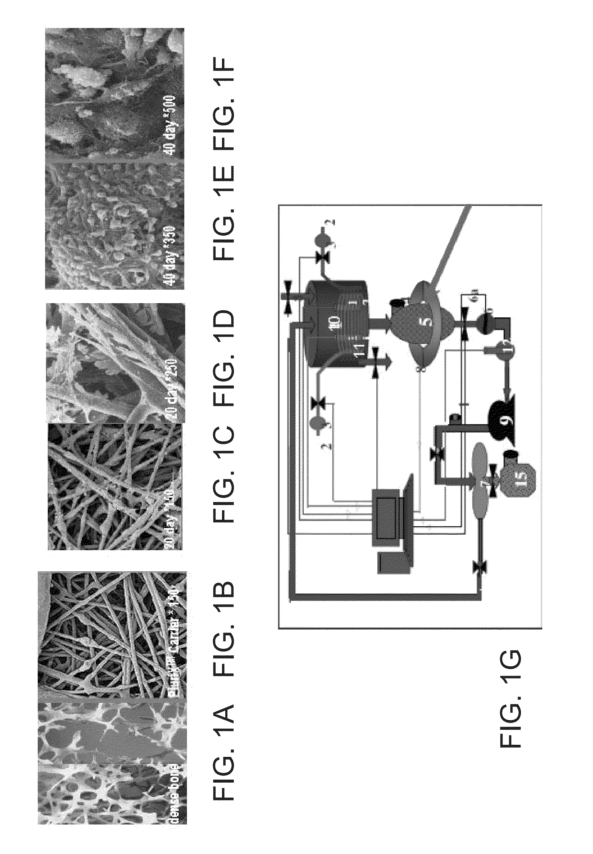 Adherent cells from adipose or placenta tissues and use thereof in therapy