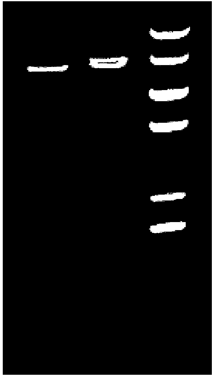 DNA (deoxyribonucleic acid) molecule, recombinant plasmid and escherichia coli