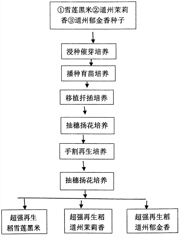 Method for culturing super ratoon rice