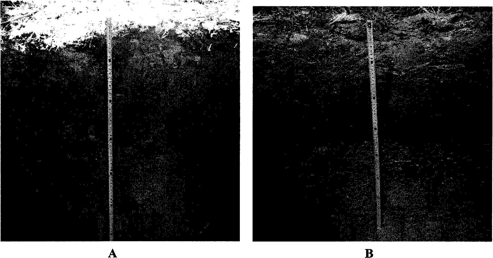 Microbial inoculum and organic fertilizers fermented by same