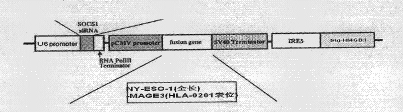 Plasmid for silencing cytokine signal inhibitory factor 1 and expressing high mobility group B1 protein and tumor associated antigen and preparation method thereof