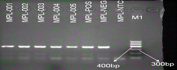 Primers and method for detecting MPL gene mutation