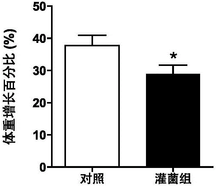 Application of Bacteroides thetaiotaomicron VPI-5482 in preparation of pharmaceuticals for treating or preventing obesity