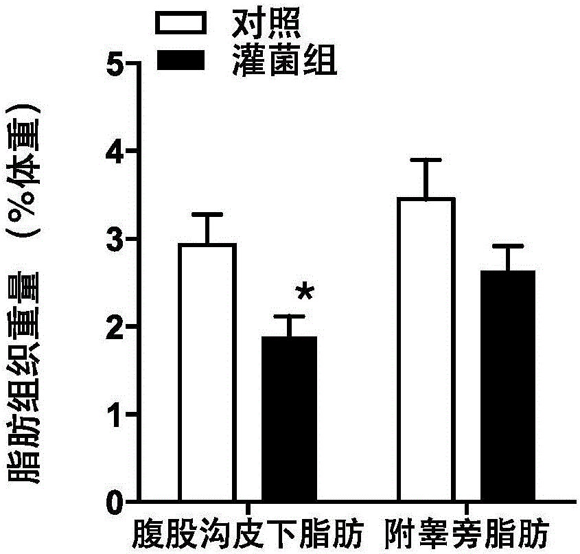 Application of Bacteroides thetaiotaomicron VPI-5482 in preparation of pharmaceuticals for treating or preventing obesity