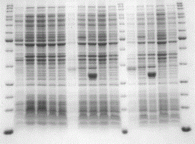 A Universal Polyacrylamide Gel Protein Rapid Separation and Staining Kit