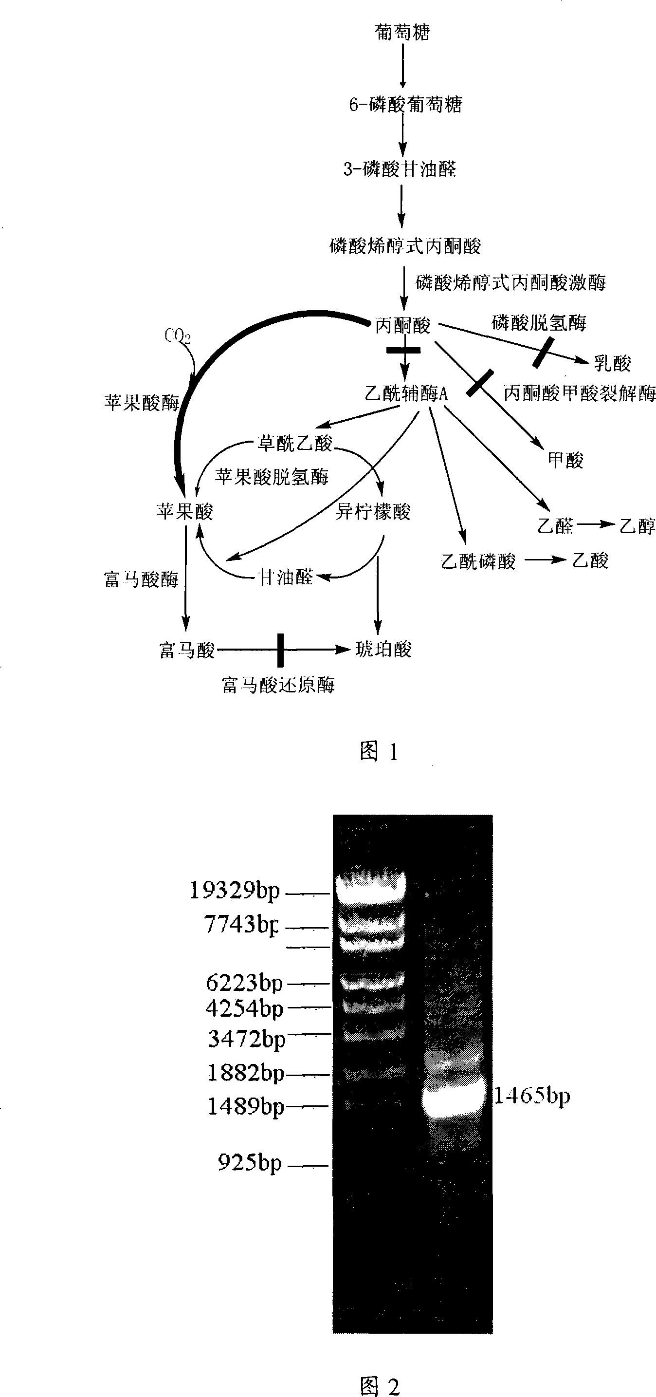 Novel constructed high-yield fumaric acid gene engineering bacterium and method for producing fumaric acid thereby