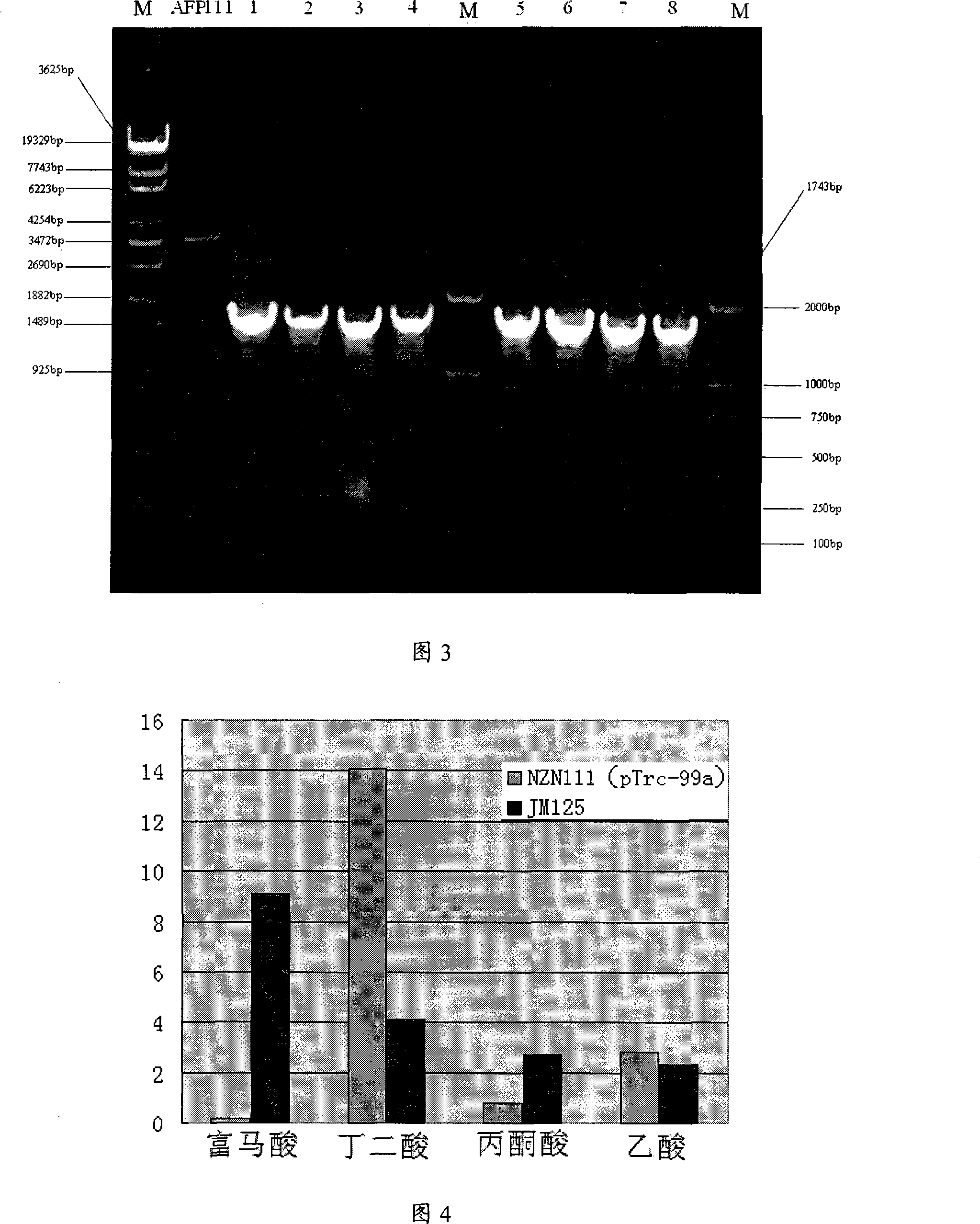 Novel constructed high-yield fumaric acid gene engineering bacterium and method for producing fumaric acid thereby