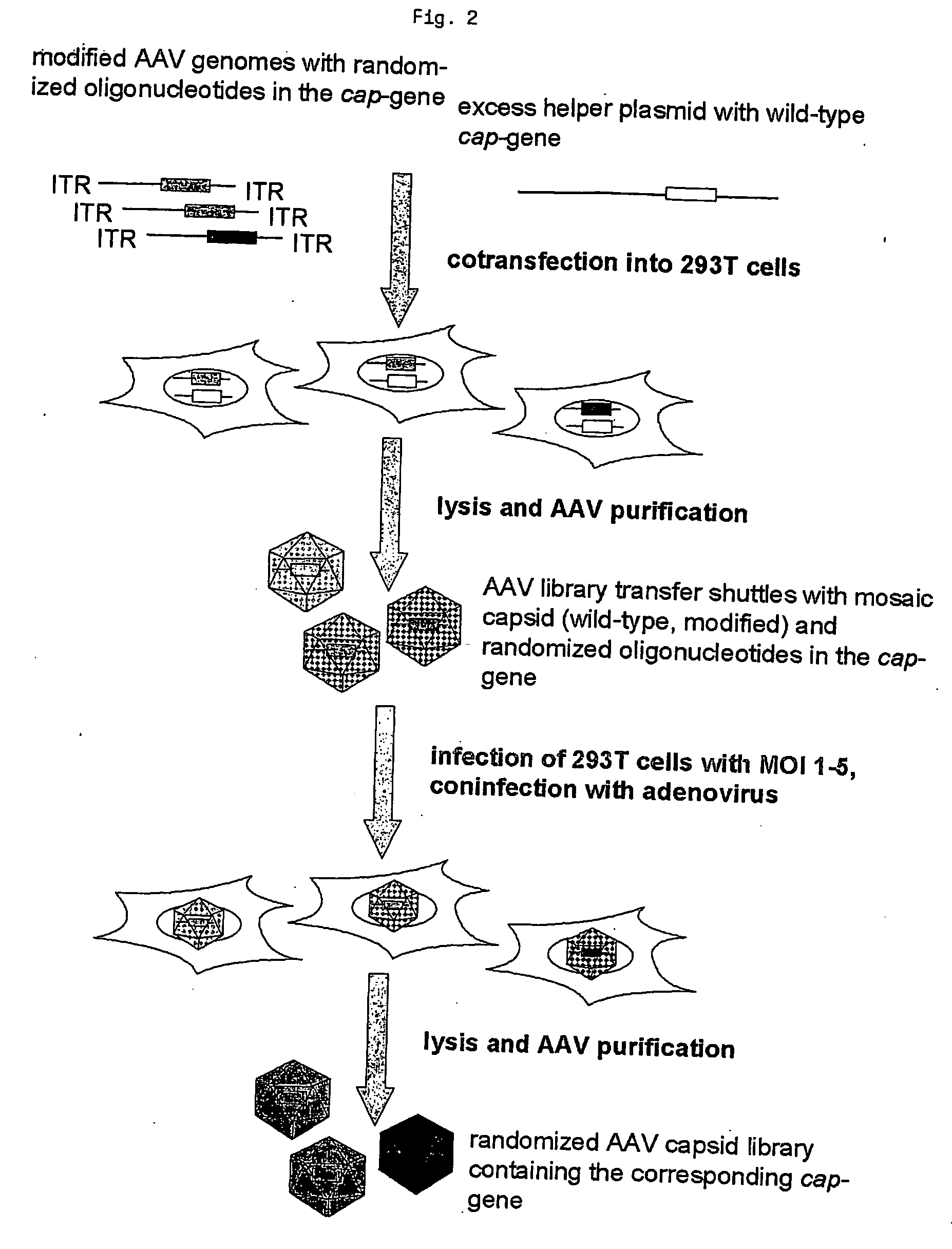 Random peptide library displayed on aav vectors