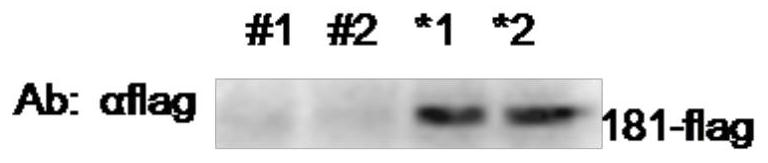 DP71L gene deleted recombinant African swine fever virus and preparation method and application thereof