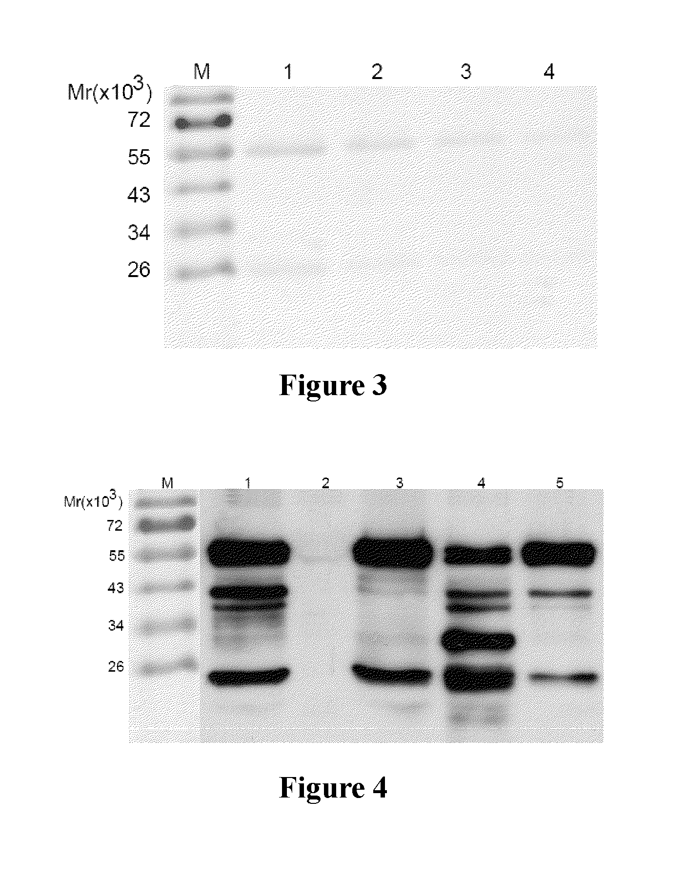 Anti-epidermal growth factor receptor antibodies and uses thereof