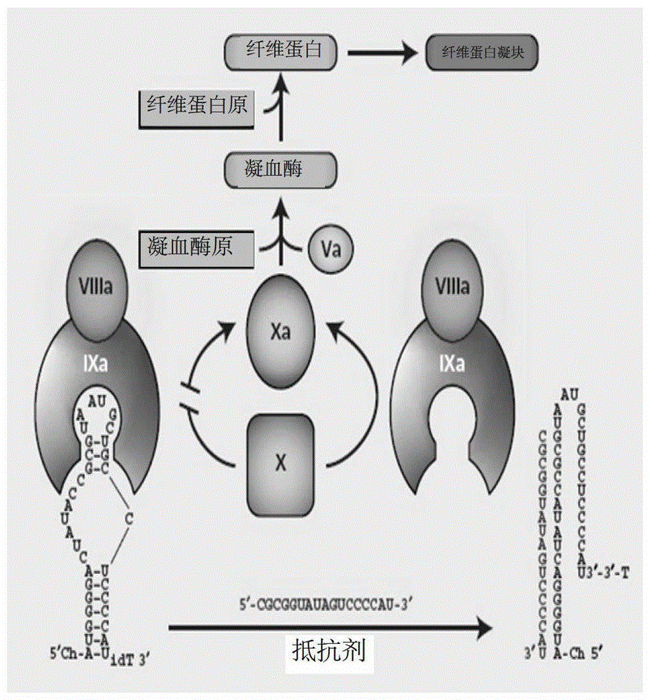 A kind of isothymidine modified thrombin nucleic acid aptamer and its preparation method and application