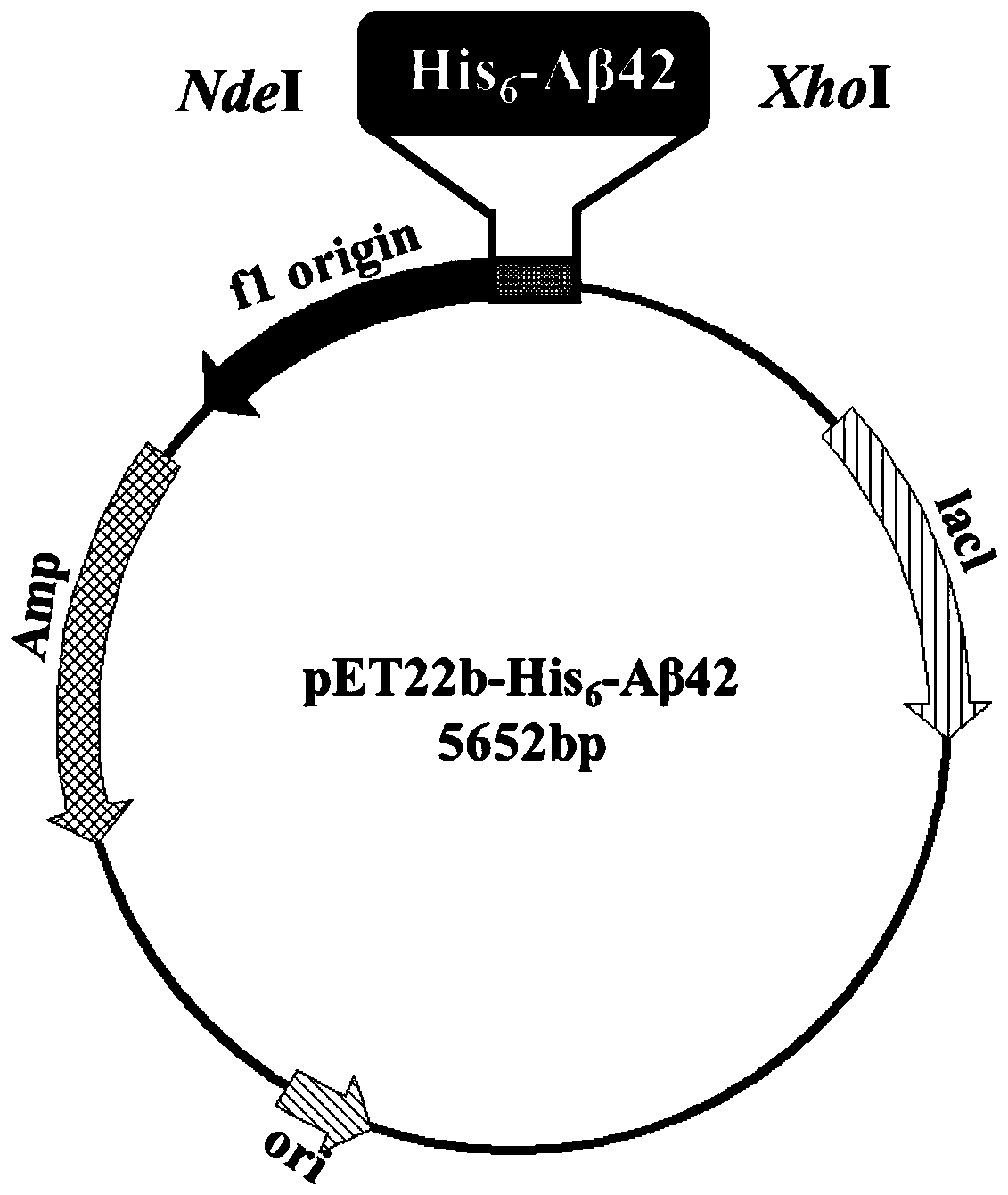 A[beta]42-modified protein with function of resisting protein aggregation and expression and purification methods thereof