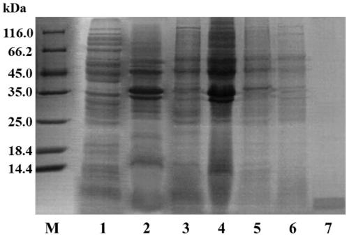 A[beta]42-modified protein with function of resisting protein aggregation and expression and purification methods thereof