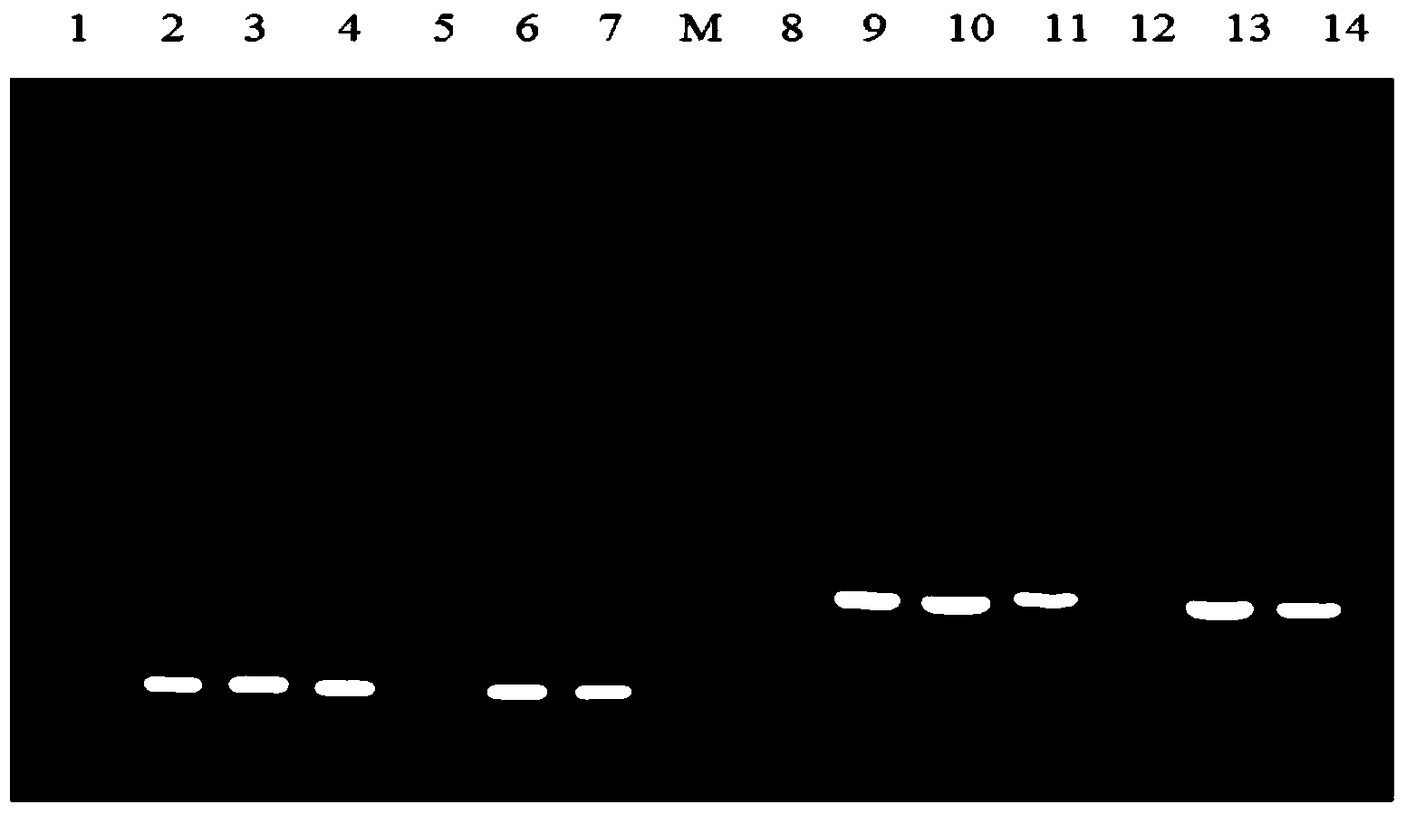 Recombination gene and method for increasing aspergillus niger expressed saccharifying enzyme