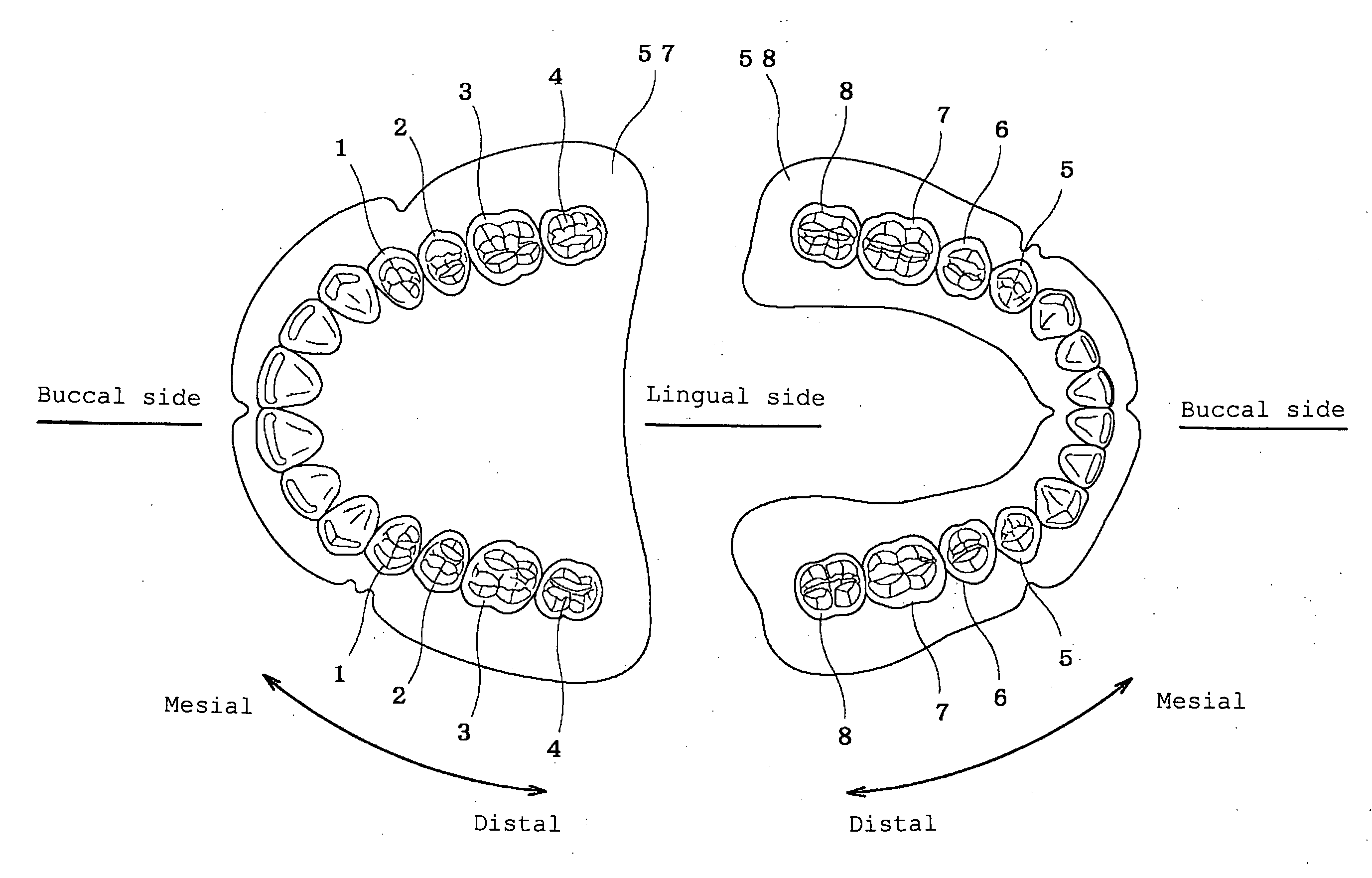 Artificial teeth