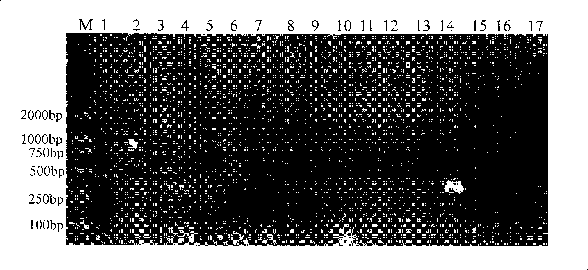 Method for technical evaluation of hedgehog fungus bacterial Houwang with numerator mark