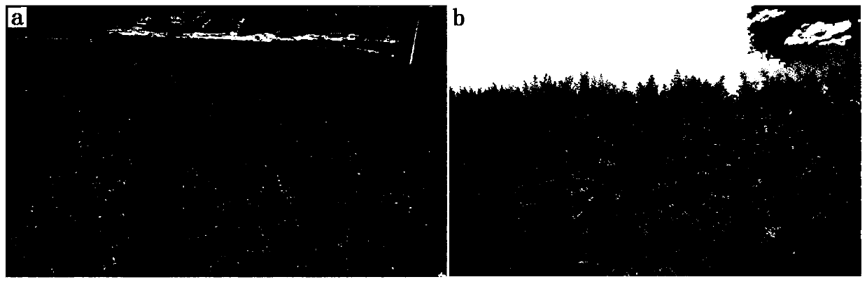 A kind of rapid cutting propagation method of crape myrtle germplasm