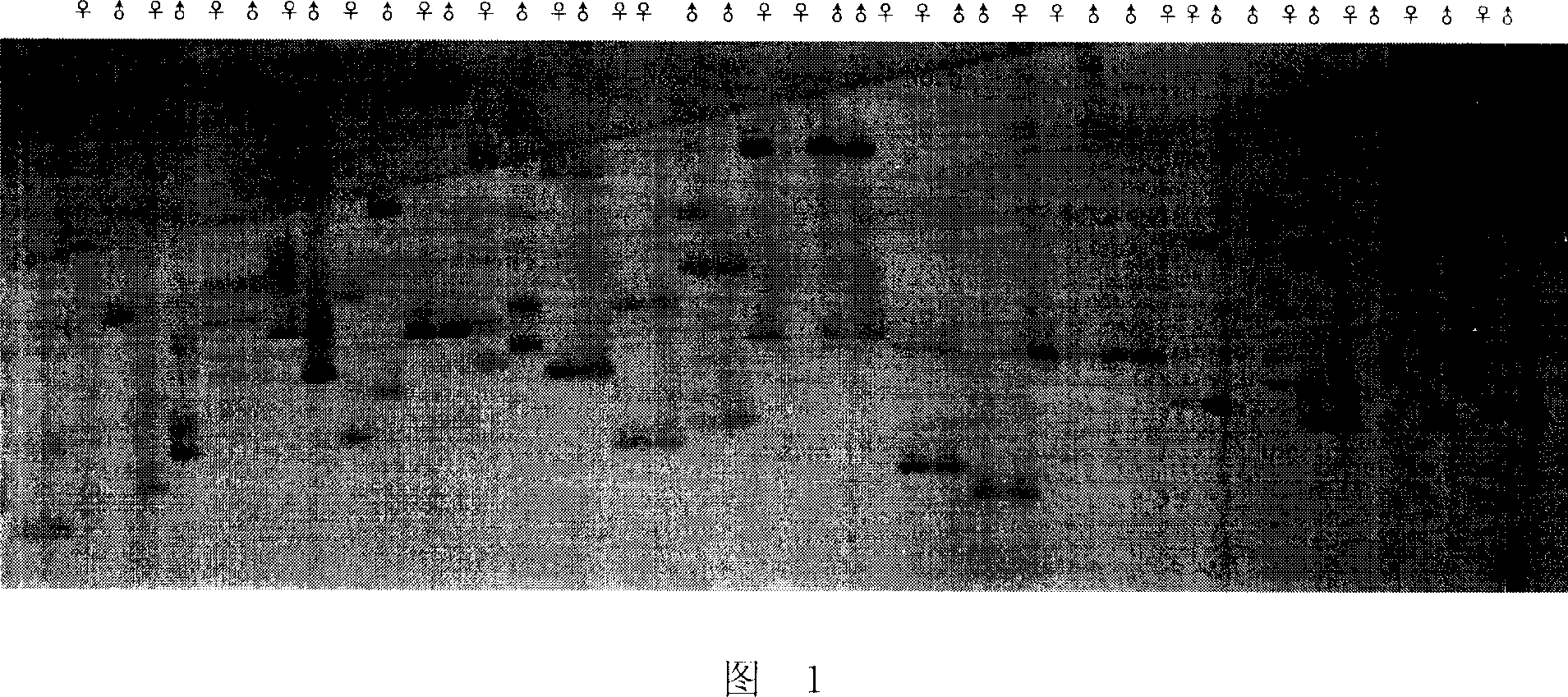 Maize autocopulation strain assistant selection and breeding method and application thereof