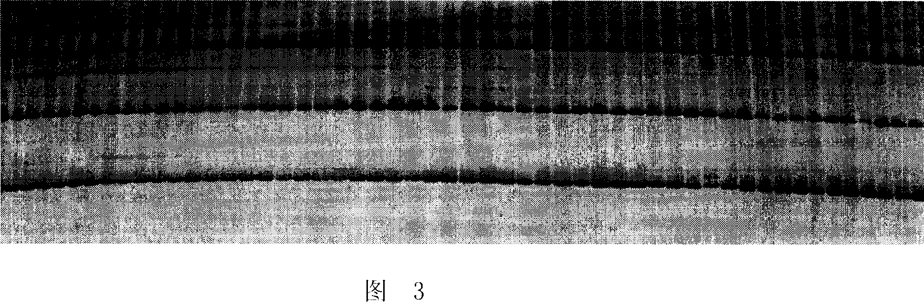 Maize autocopulation strain assistant selection and breeding method and application thereof