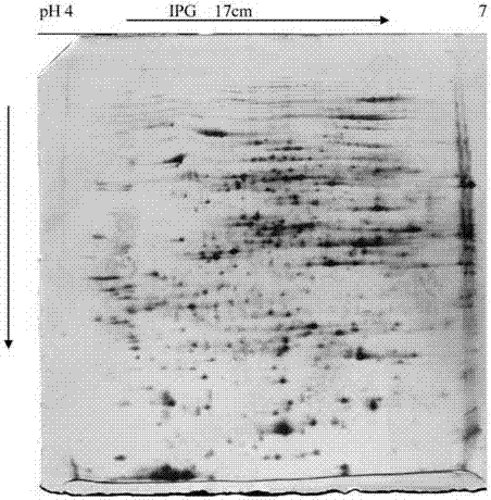 Broadbean root system proteomics analysis sample preparation method