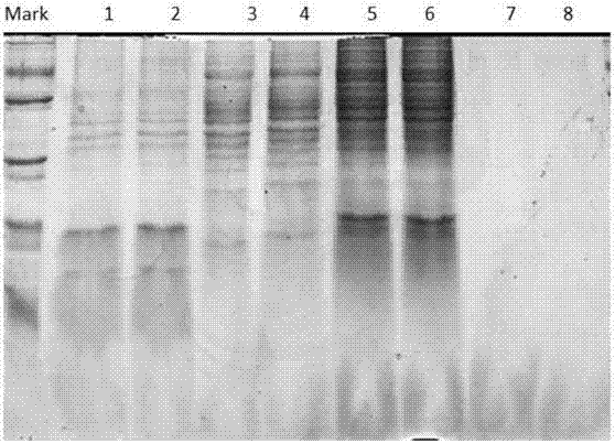 Broadbean root system proteomics analysis sample preparation method