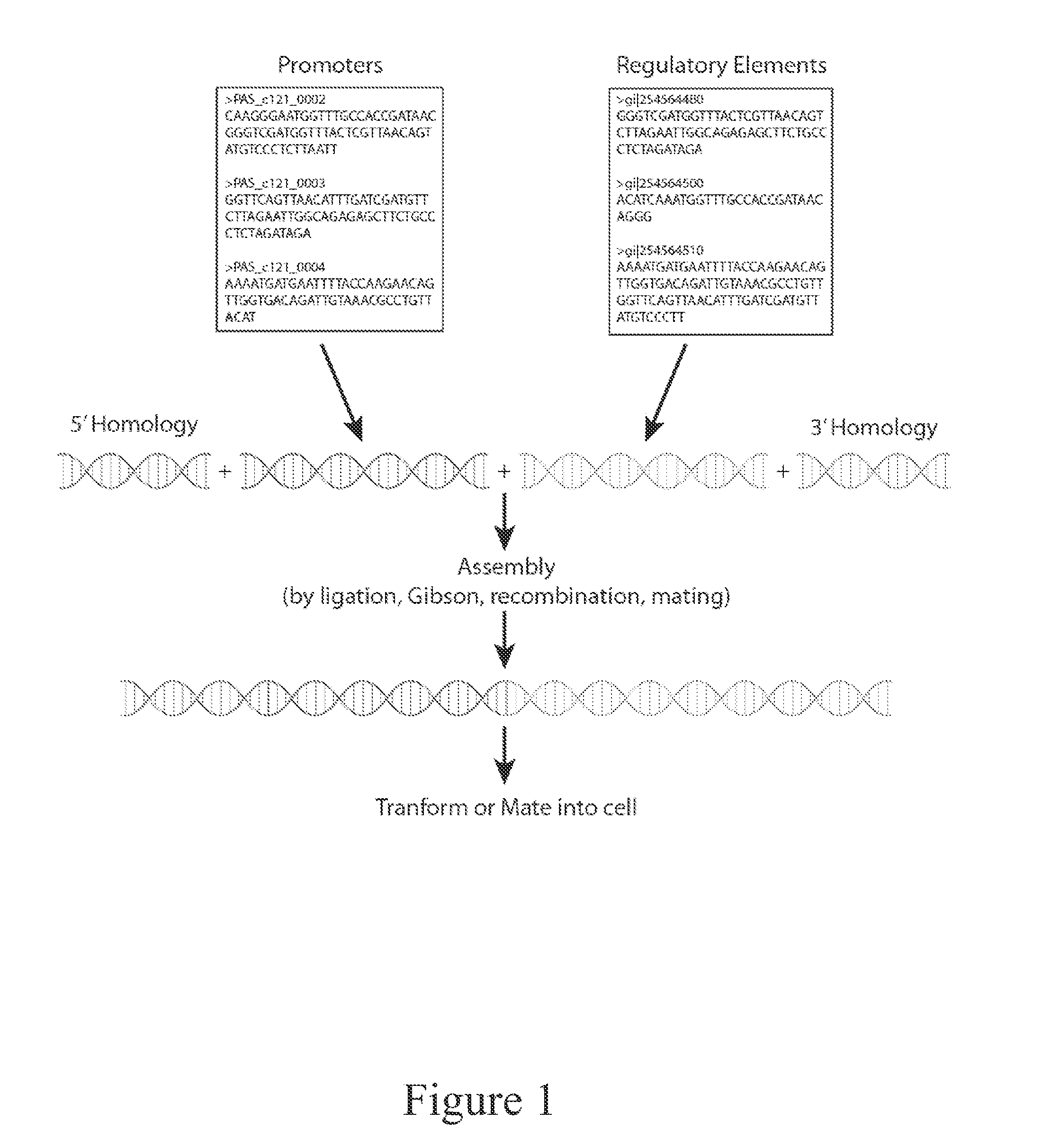 Cellular Reprogramming for Product Optimization