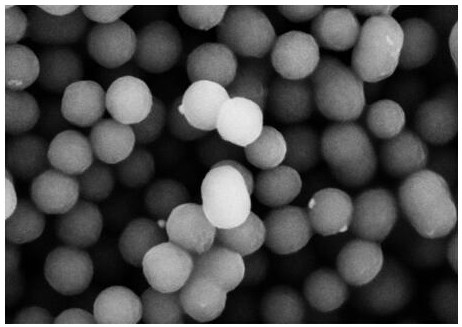 A lithium-sulfur battery positive electrode material of cos graded nanobubble composite sulfur and preparation method thereof