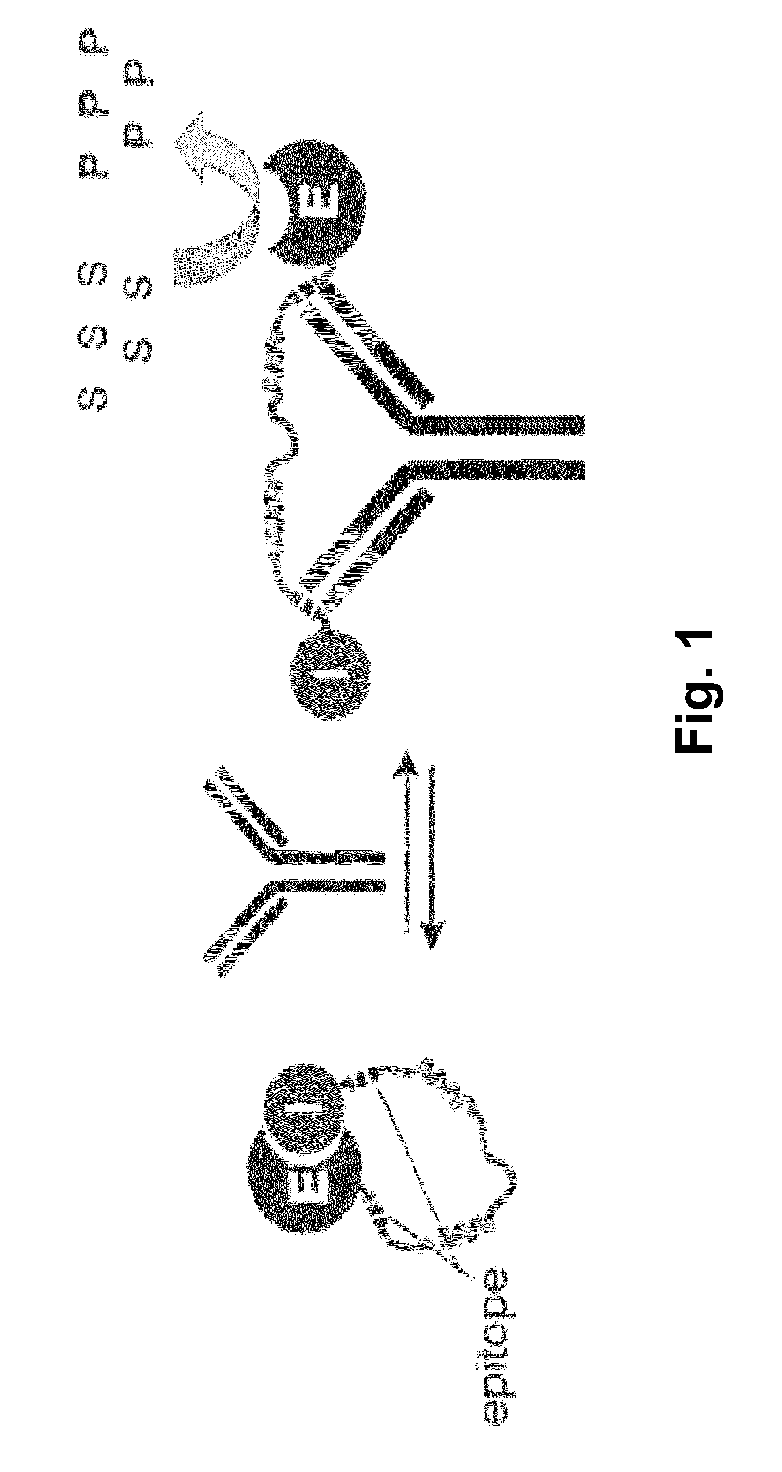 Switchable Reporter Enzymes for Homogenous Antibody Detection