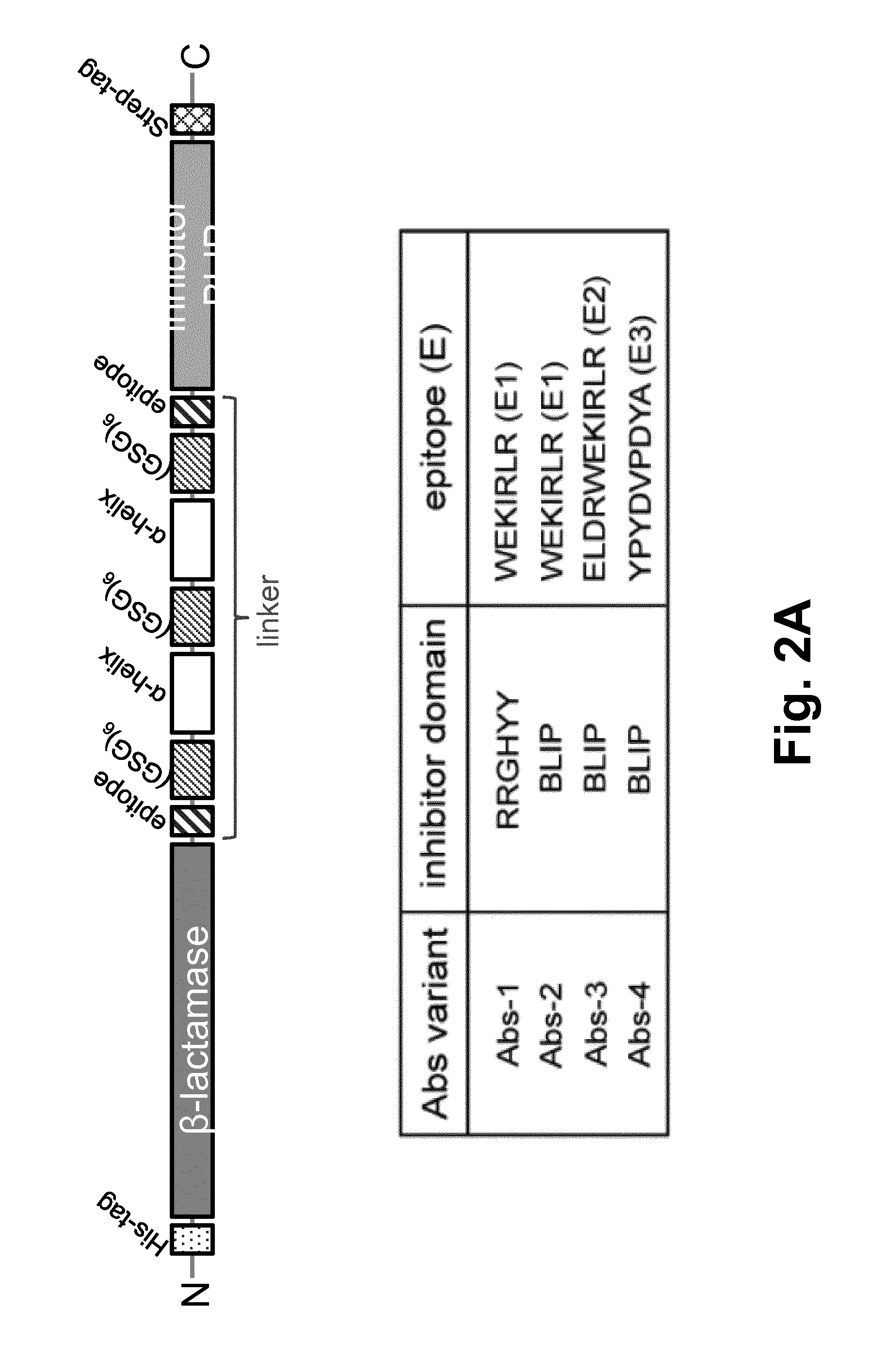 Switchable Reporter Enzymes for Homogenous Antibody Detection