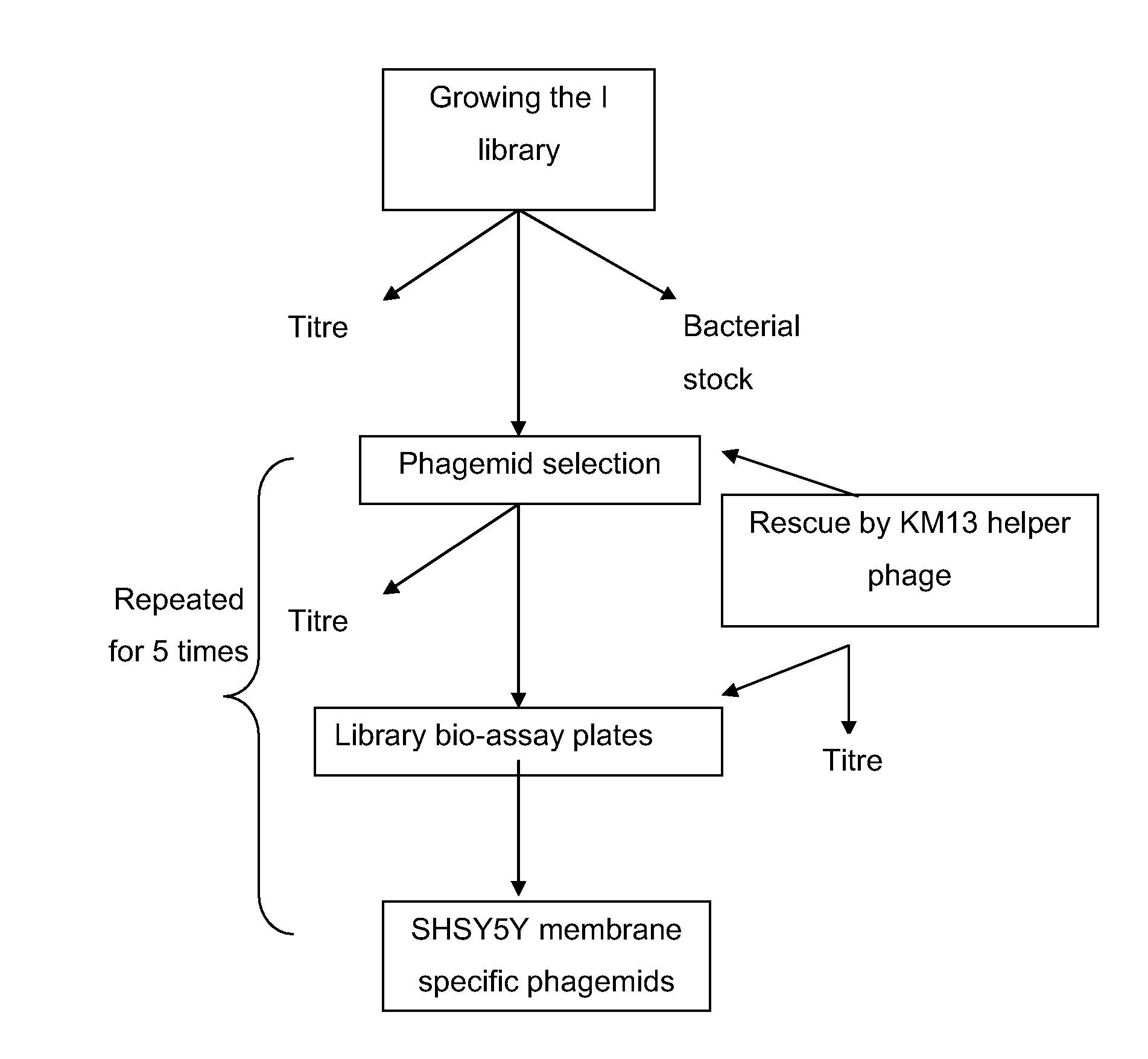 Detection of cell surface binding molecules using a phage display blocking assay