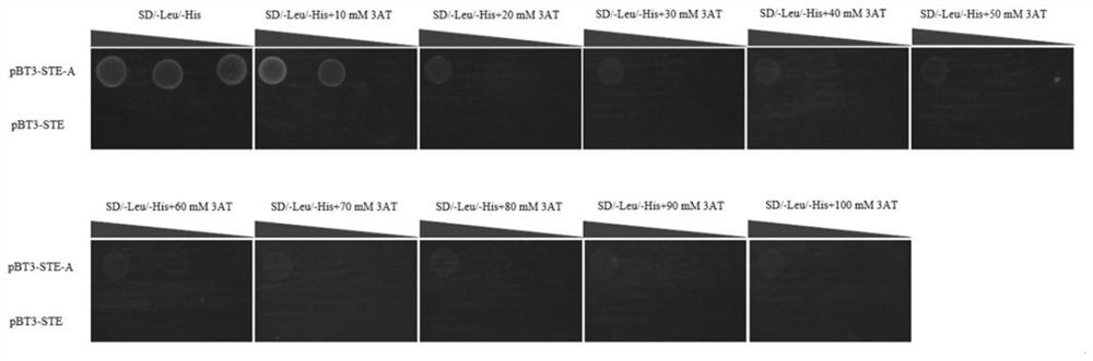 Method for discovering membrane protein based on membrane system-yeast two-hybrid