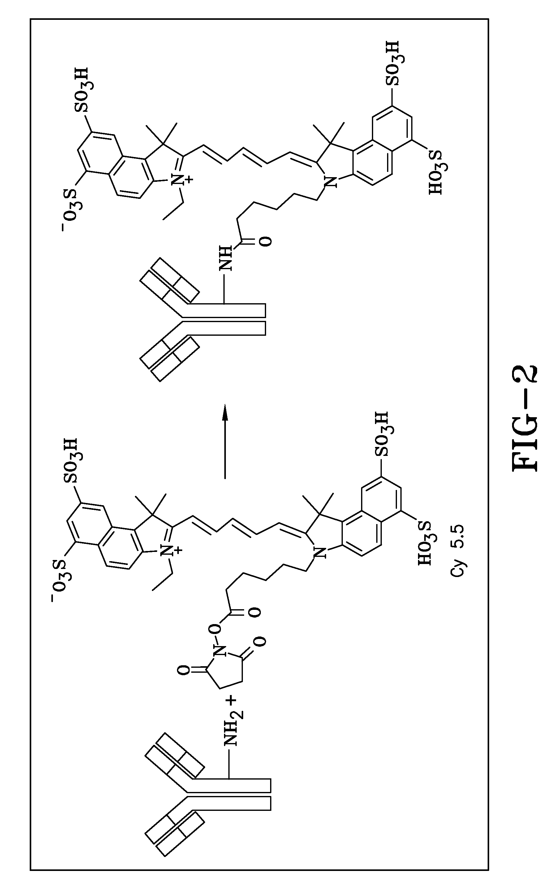 Fluorescence detection system