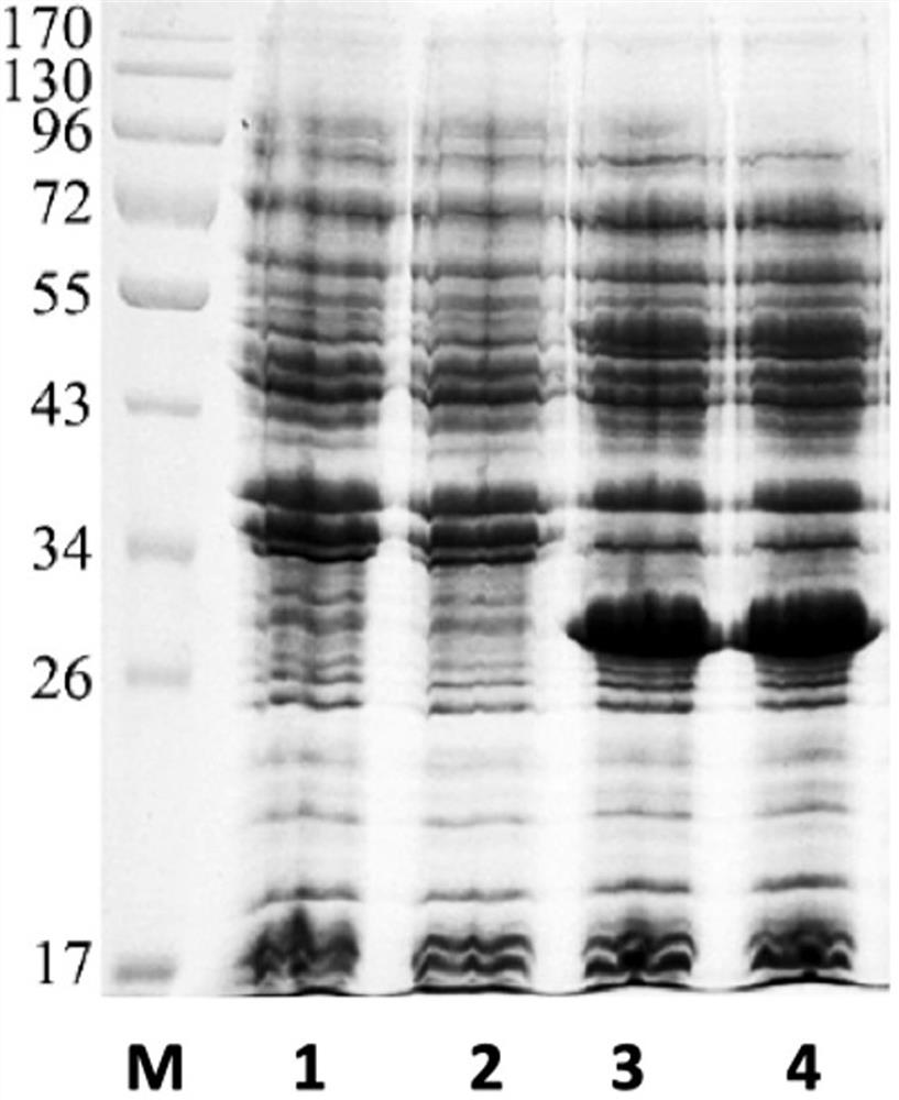 Preparation method of recombinant novel coronavirus subunit vaccine