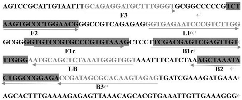 Ratio fluorescence biosensor based on gold nanoclusters, preparation method of ratio fluorescence biosensor and application of ratio fluorescence biosensor in detection of aspergillus mould