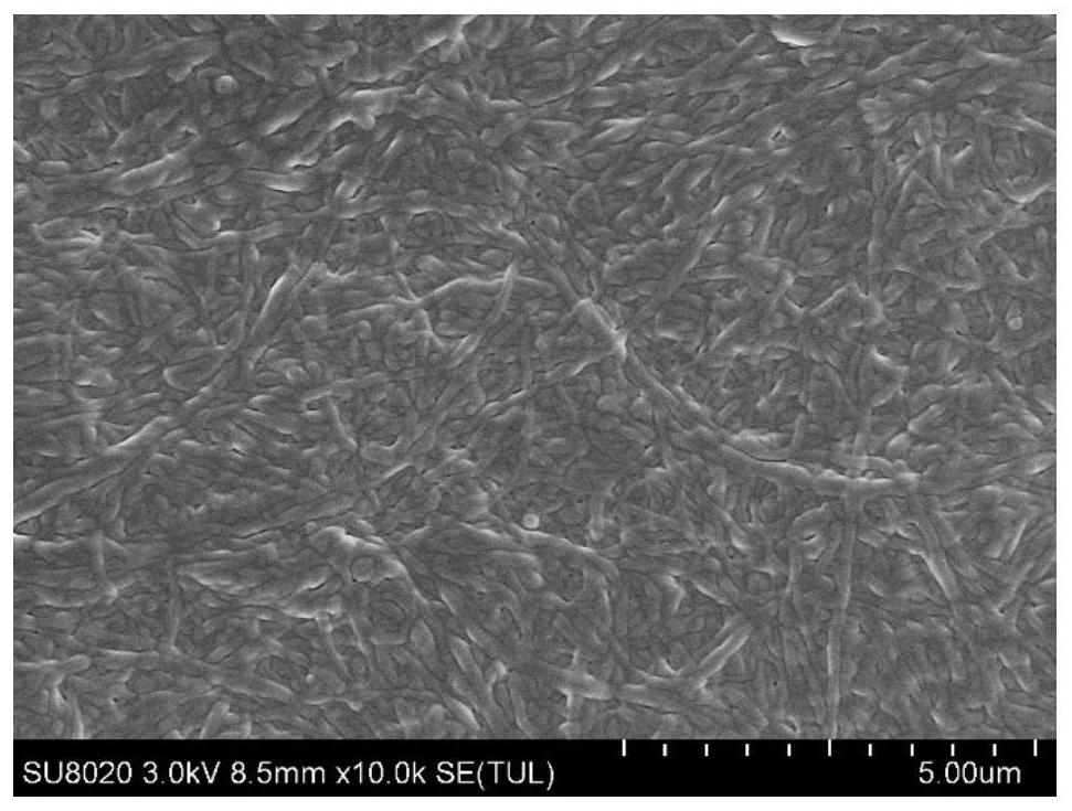 A bacterial cellulose-based asymmetric bilateral heterosexual biological patch and its preparation method