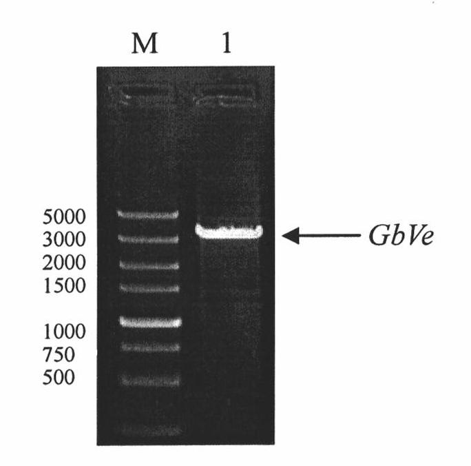 Cotton GbVe gene, protein coded thereby and use thereof in vegetable verticillium wilt resistance